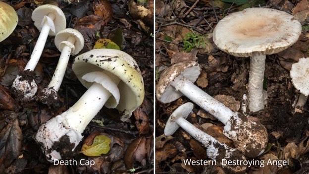East Bay Regional Park District is warning visitors to avoid the poisonous mushrooms 'death cap' and 'western destroying angel' after winter and spring rains. (Image courtesy EBRPD, via BCN)